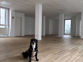 Heller und moderner Office Space zur Untermiete